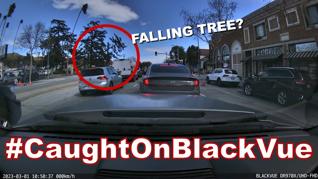 Tree Falling On A Car #CaughtOnBlackVue